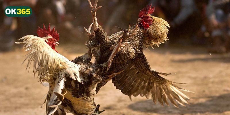 Các chiến kê sẽ được kiểm tra và phân chia theo hạng cân