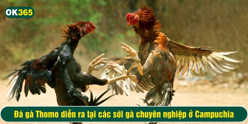 Đá gà Thomo diễn ra tại các sới gà chuyên nghiệp ở Campuchia
