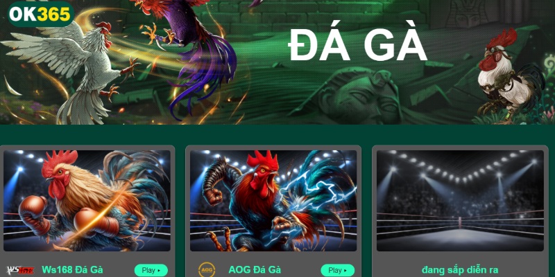 OK365 cung cấp cho thành viên sảnh đá gà trực tuyến